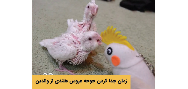 زمان جدا كردن جوجه عروس هلندي از والدين