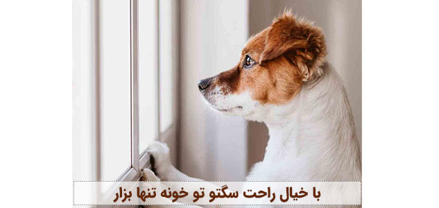 تنها موند سگ در خونه | سگم تنها نمیمونه چکار کنم؟