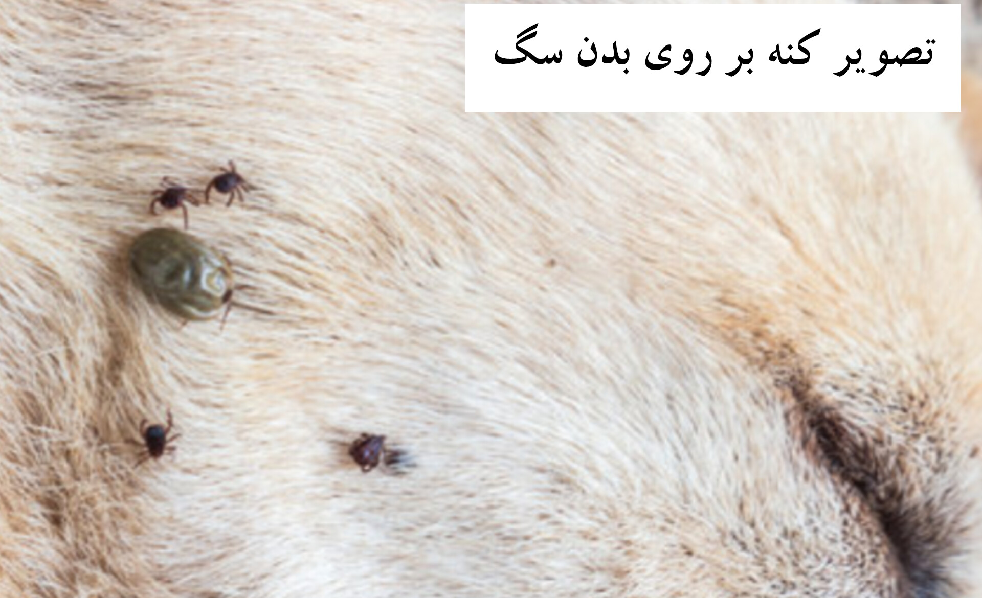 عکس کنه روی بدن سگ | پت لینک