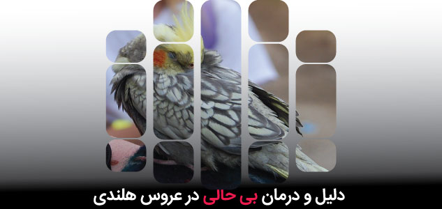 درمان بی حالی و خواب آلودگی عروس هلندی