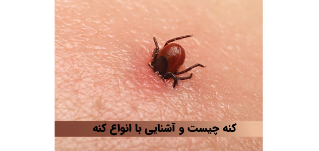 کنه چیست و آشنایی با انواع کنه 