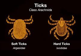 عکس تفاوت کنه نرم و کنه سخت - soft ticks vs hard ticks
