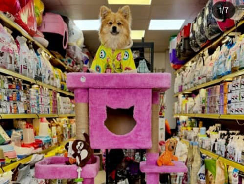 ویژگی پت شاپ خوب در مشهد | petlink