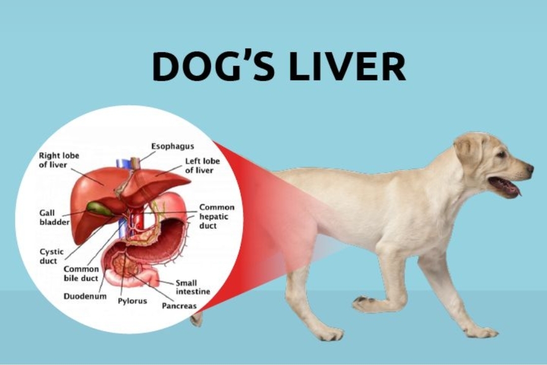 شایع ترین بیماری های کبدی در سگ ها | petlink.ir