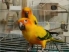 پانسیون پرندگان نیلوفر در تهران